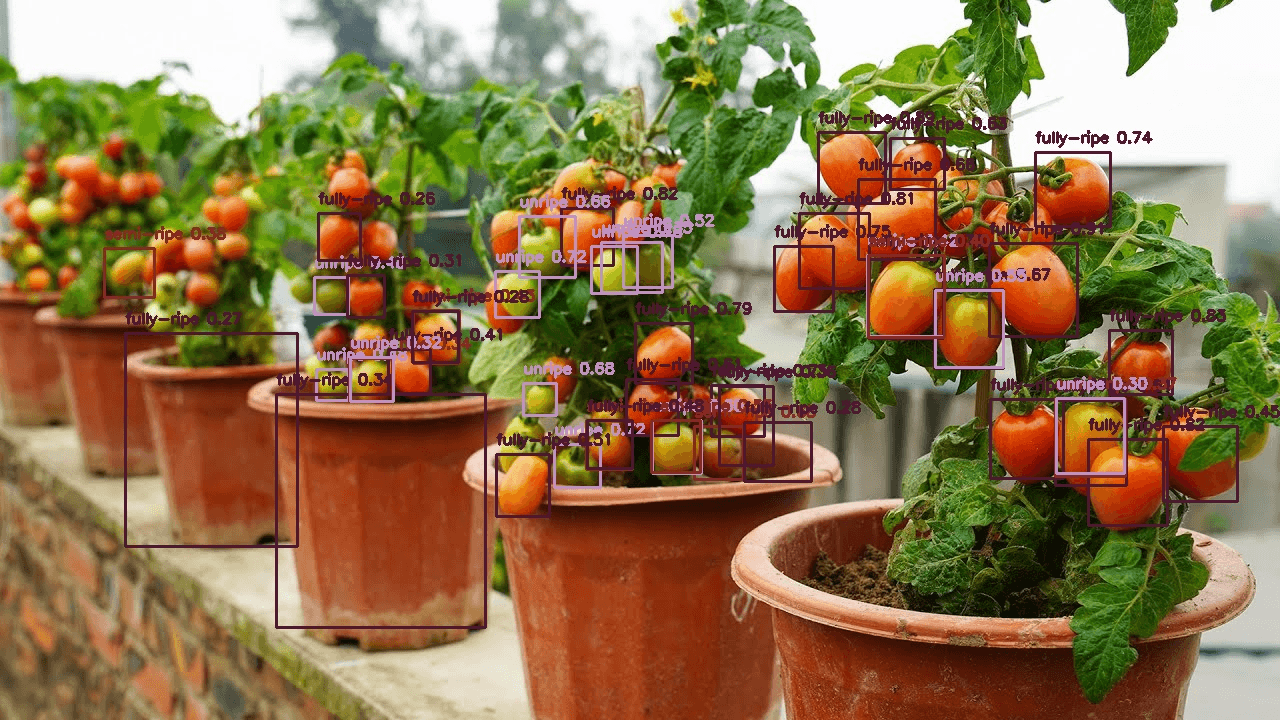 Tomato Ripeness Computer Vision